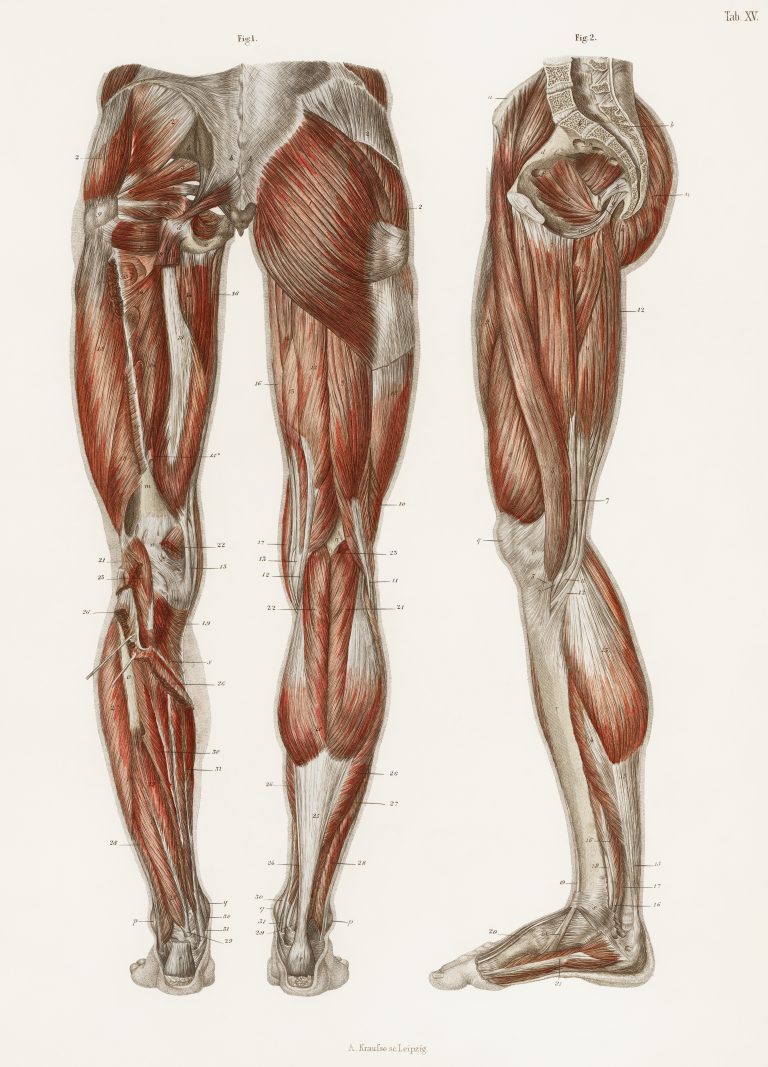 Lower limb anatomy
