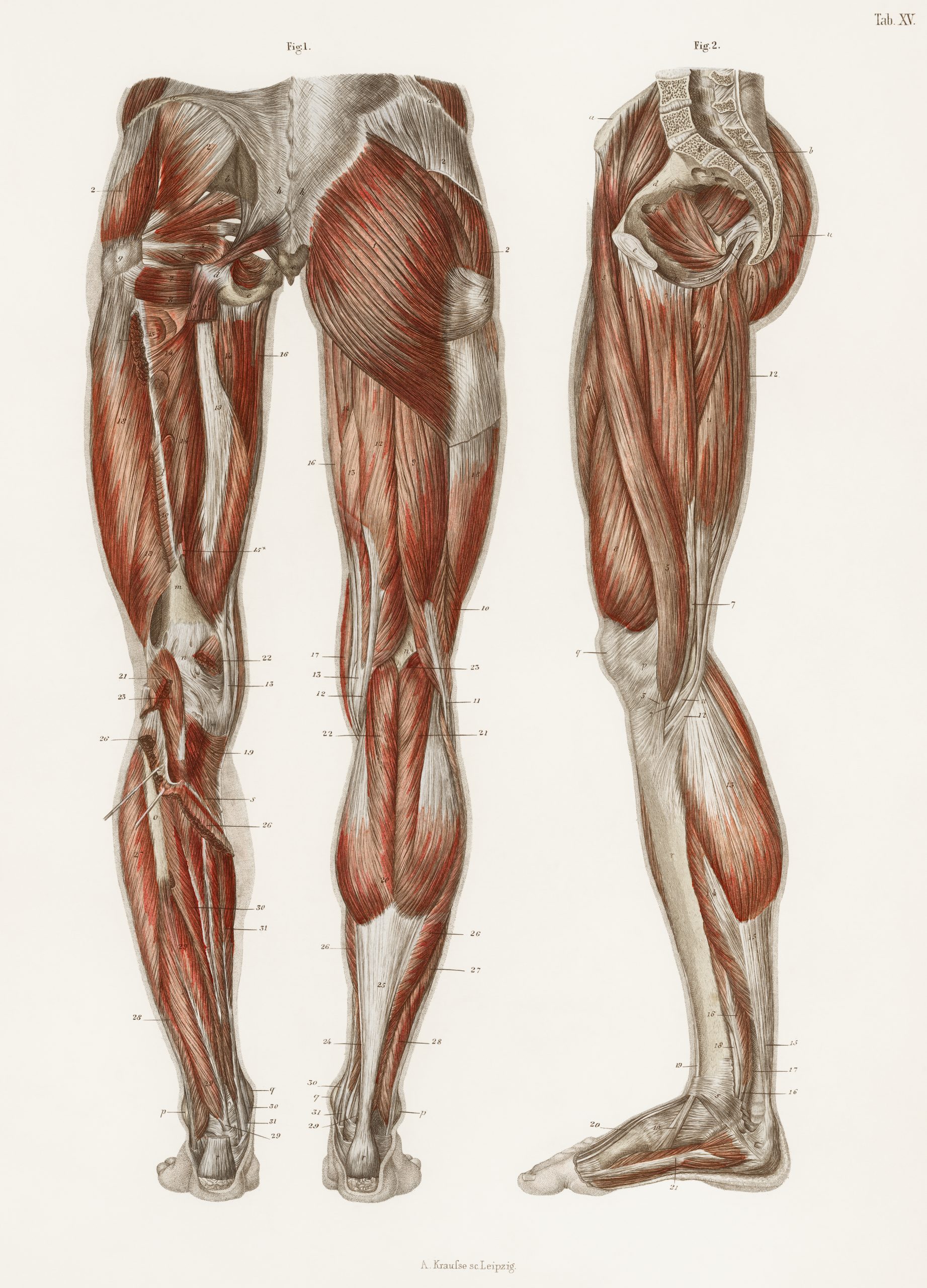 How Does Resistance Training Make You Strong